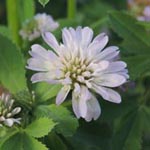Trifolium resupinatum - Persischer Klee