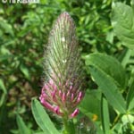 Trifolium rubens - Purpur-Klee