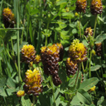 Trifolium spadiceum - Moor-Klee