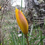 Tulipa sylvestris - Wilde Tulpe