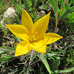 Tulipa sylvestris - Wilde Tulpe