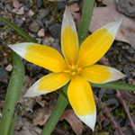 Tulipa tarda - Stern-Tulpe