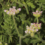 Turgenia latifolia - Breitblättrige Haftdolde