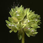 Valerianella carinata - Gekielter Feldsalat