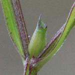 Valerianella dentata - Gezähnter Feldsalat
