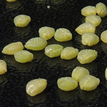 Valerianella locusta - Gewöhnlicher Feldsalat