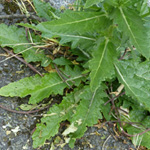 Verbascum blattaria - Schaben-Königskerze