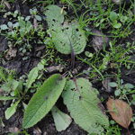 Verbascum nigrum - Schwarze Königskerze