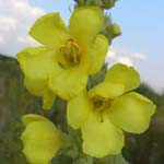 Verbascum phlomoides - Windblumen-Königskerze