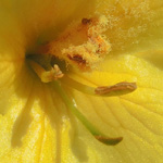 Verbascum phlomoides - Windblumen-Königskerze