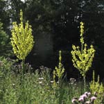 Verbascum speciosum - Prächtige Königskerze