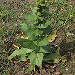 Verbascum virgatum - Ruten-Königskerze