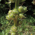 Verbascum virgatum - Ruten-Königskerze