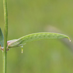 Vicia angustifolia - Schmalblättrige Wicke