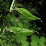 Vicia sylvatica - Wald-Wicke