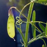 Vicia tetrasperma - Viersamige Wicke