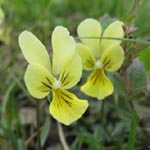 Viola calaminaria - Gelbes Galmei-Veilchen