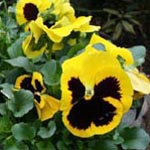 Viola x wittrockiana - Garten-Stiefmütterchen