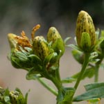 <strong>Heilpflanze des Jahres 2019</strong><br> Tüpfel-Johanniskraut - Hypericum perforatum