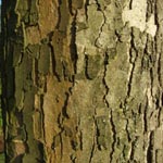 <strong>Baum des Jahres 2009</strong><br> Berg-Ahorn - Acer pseudoplatanus