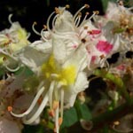 <strong>Arzneipflanze des Jahres 2008</strong><br> Rosskastanie - Aesculus hippocastanum
