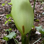 <strong>Giftpflanze des Jahres 2019</strong><br> Aronstab - Arum spp.