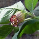<strong>Giftpflanze des Jahres 2020</strong><br> Tollkirsche - Atropa belladonna
