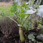 <strong>Gemüse des Jahres 2017</strong><br>/2018 Steckrübe - Brassica napus subsp. rapifera