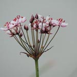 <strong>Blume des Jahres 2014</strong><br> Schwanenblume - Butomus umbellatus