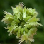 <strong>Heilpflanze des Jahres 2009</strong><br> Ringelblume - Calendula officinalis