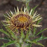 <strong>Staude des Jahres 2019</strong><br> Disteln (verschiedene Gattungen)