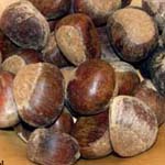 <strong>Baum des Jahres 2018</strong><br> Ess-Kastanie - Castanea sativa