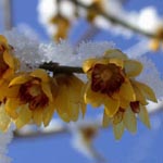 Chimonanthus praecox - Winterblüte