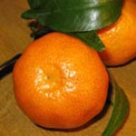 Citrus - Zitrusfrüchte