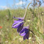 <strong>Giftpflanze des Jahres 2015</strong><br> Rittersporn - Delphinium