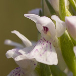 <strong>Orchidee des Jahres 2018</strong><br> Torf-Fingerwurz - Dactylorhiza sphagnicola