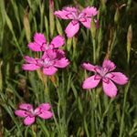 <strong>Blume des Jahres 2012</strong><br> Heide-Nelke - Dianthus deltoides