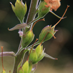 <strong>Giftpflanze des Jahres 2007</strong><br> Roter Fingerhut - Digitalis purpurea