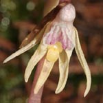 <strong>Orchidee des Jahres 2014</strong><br> Blattloser Widerbart - Epipogium aphyllum