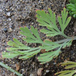 <strong>Giftpflanze des Jahres 2016</strong><br> Kalifornischer Goldmohn - Eschscholzia california
