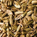 <strong>Arzneipflanze des Jahres 2009</strong><br> Fenchel - Foeniculum vulgare