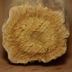 Glycyrrhiza glabra - Süßholz