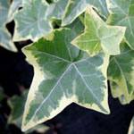 <strong>Arzneipflanze des Jahres 2010</strong><br> Efeu - Hedera helix