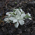 Stadtpflanze des Jahres 2020 Gelblichweißes Ruhrkraut - Helichrysum luteoalbum
