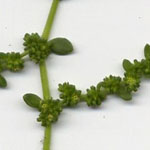 2. Kahles Bruchkraut - Heriaria glabra