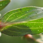 <strong>Arzneipflanze des Jahres 2015</strong><br> Tüpfel-Johanniskraut - Hypericum perforatum