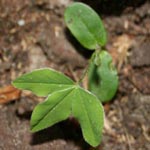 <strong>Giftpflanze des Jahres 2012</strong><br> Goldregen - Laburnum anagyroides