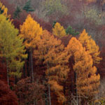 <strong>Baum des Jahres 2012</strong><br> Europäische Lärche - Larix decidua
