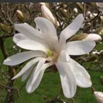 Magnolia - Magnolien