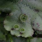 <strong>Moos des Jahres 2013</strong><br> Brunnenlebermoos - Marchantia polymorpha